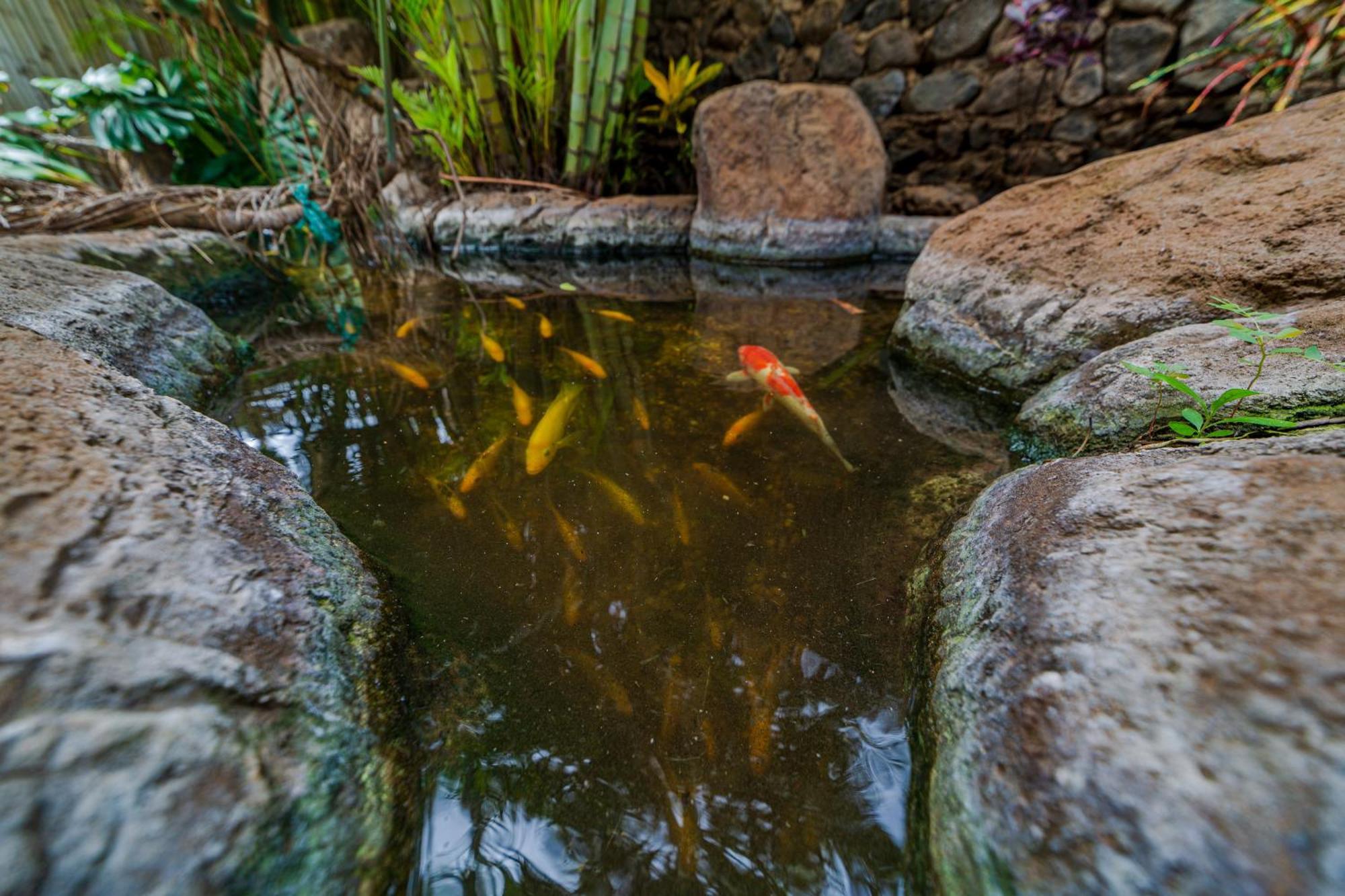 Plumeria Suite, 2-Bedrooms, Sleeps 6, Pool & Bbq, Pre-Renovation Summer Sale Kihei Esterno foto
